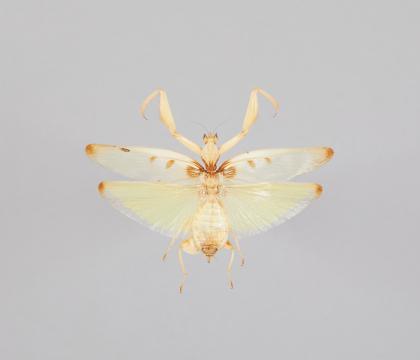 Hymenopus coronatus