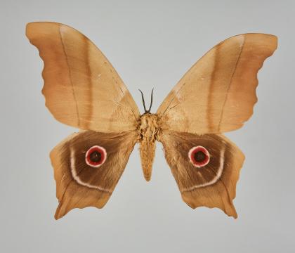 데이롤레이나방