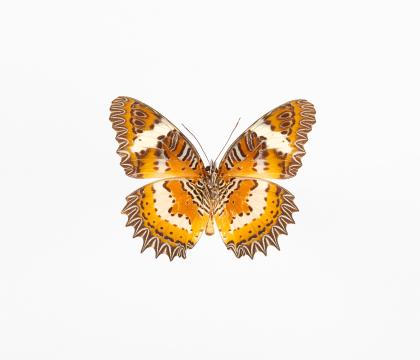 Cethosia hypsea