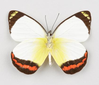 Delias doylei