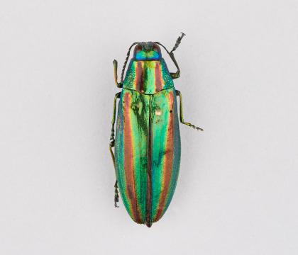Chrysochroa fulgidissima