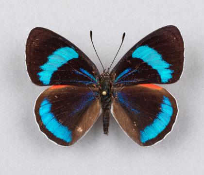 Perisama vanika