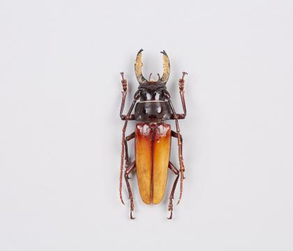 Callipogon barbatus