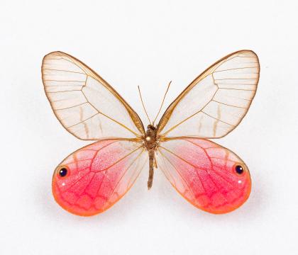 Cithaerias meronia