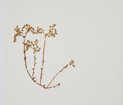 돌채송화
