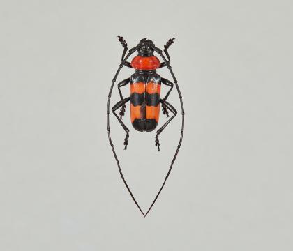 Paveia superba