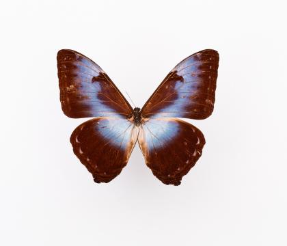 Morpho cisseis 