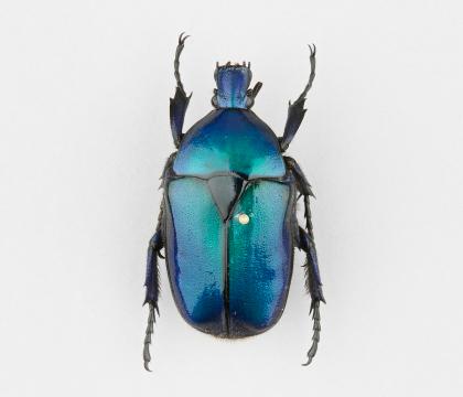 Torynorrhina flammea