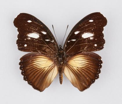 Hypolimnas bartelotti