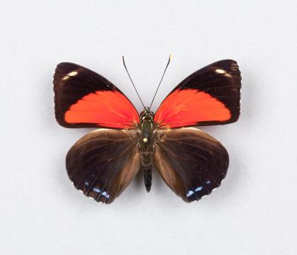 Callicore cyllene