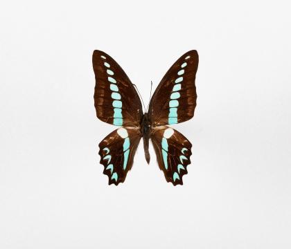 Graphium milon
