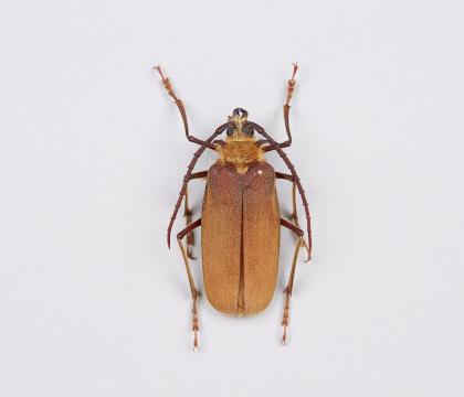 Acanthinodera cummingi