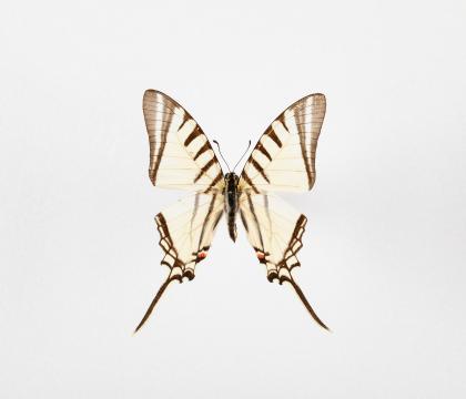 Eurytides agesilaus