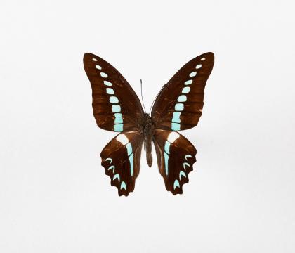 Graphium milon