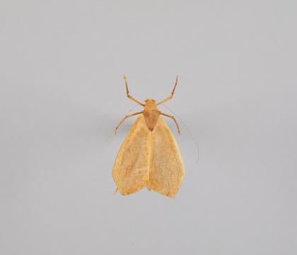 Orthoptera sp. 7