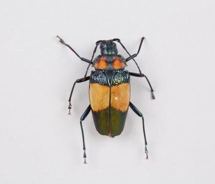 Pyrodes pulcherrimus