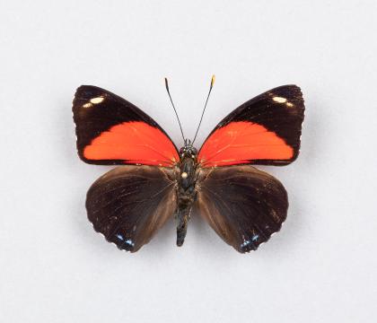 Callicore cyllene