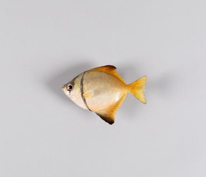 모노닥