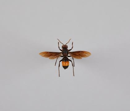 Vespa tropica