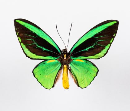 Ornithoptera priamus 