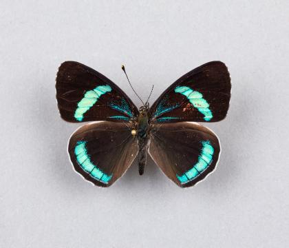 Diaethria neglecta