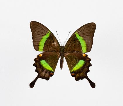 Papilio palinurus