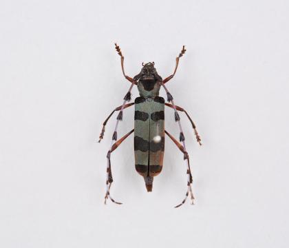 Rosalia lameerei