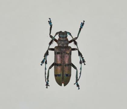 Diastocera wallichi