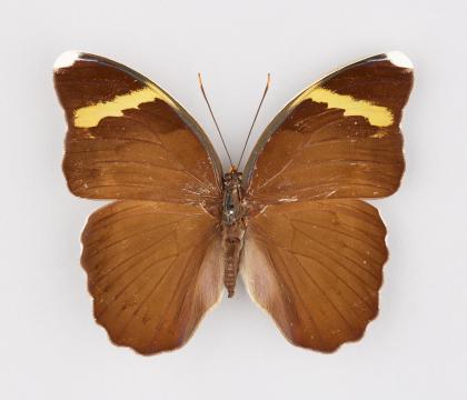 Euphaedra harpalyce spatiosa