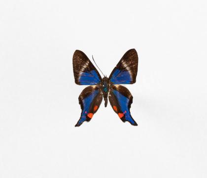 Rhetus periander