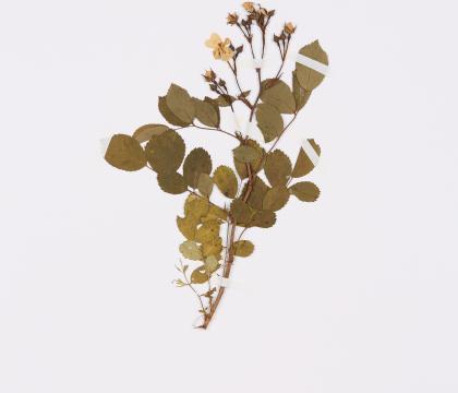 찔레꽃