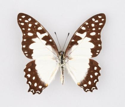 Graphium angolanus pylades