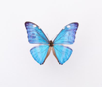Morpho adonis(marcus) 