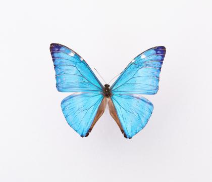 Morpho adonis(marcus) 