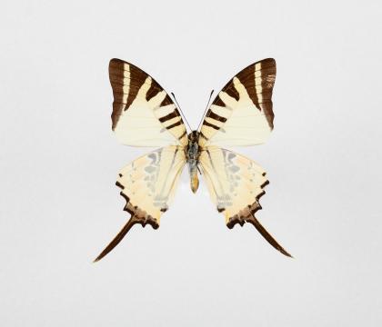 Graphium antiphates