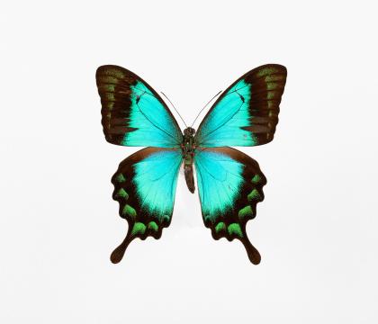 Papilio lorquinianus 