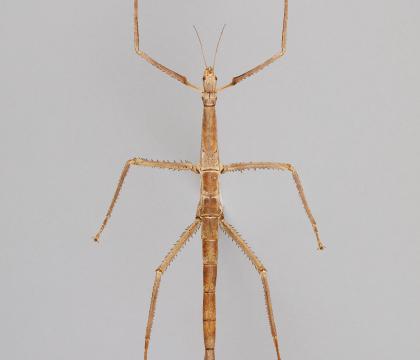 Tirachoidea westwoodi