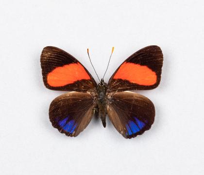 Callicore cajetani