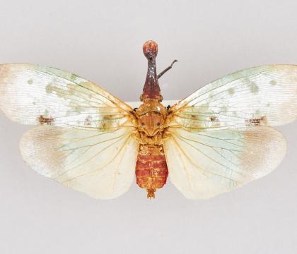 Pyrops clavata mizunumai