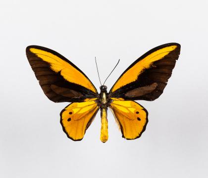 Ornithoptera croesus 