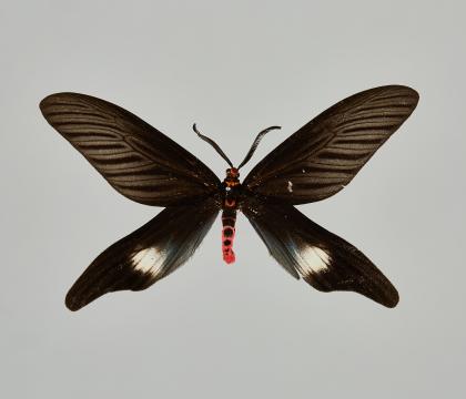 플라벨리코르니스나방