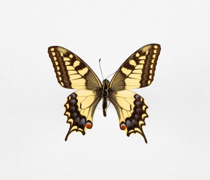 Papilio machaon