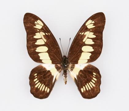 Graphium latreillanus theorini