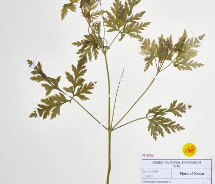Geranium robetiana