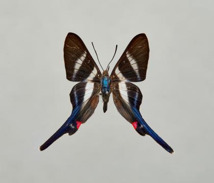 Rhetus arcius