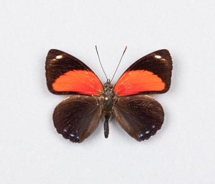 Callicore cyllene
