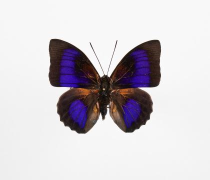 Agrias beata * Prepona demophon