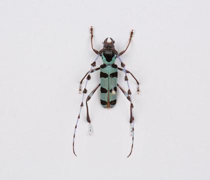 Rosalia lameerei