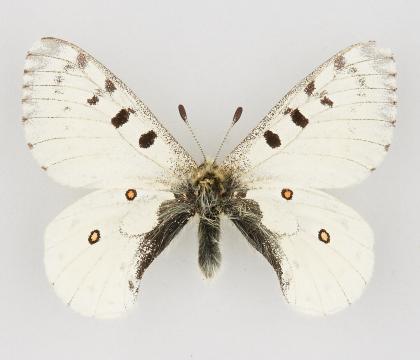 Parnassius phoebus smintheus