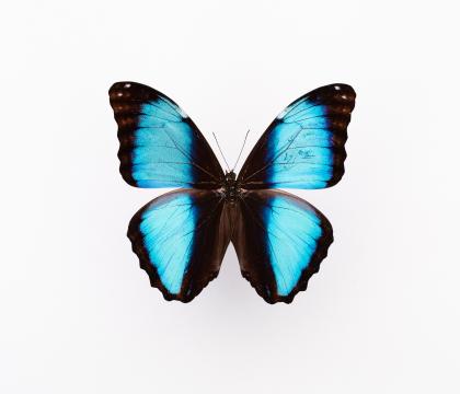 Morpho deidamia 